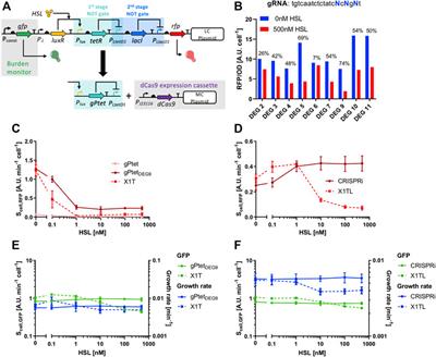 CRISPR Interference Modules as Low-Burden Logic Inverters in Synthetic Circuits